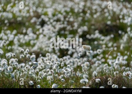 RUNDE, NORWAY - 2020 JUNE 19. A field of Eriophorum scheuchzeri, also known as Scheuchzer`s cottongrass and white cottongrass. Stock Photo